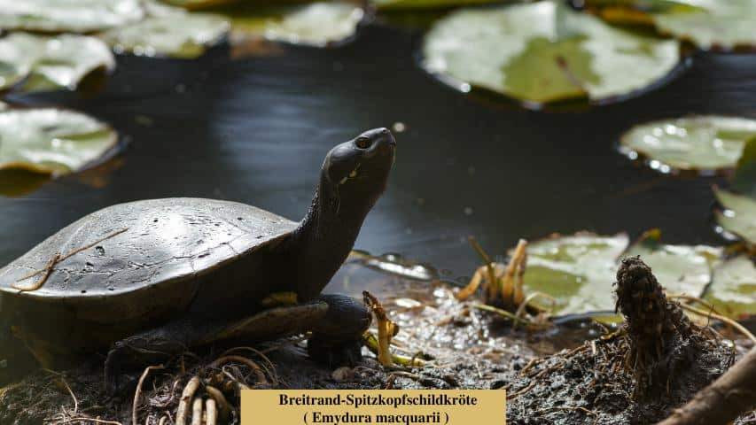 Breitrand-Spitzkopfschildkröte ( Emydura macquarii )