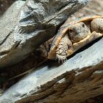 Schildkrötenarten-Ostafrikanische Spaltenschildkröte