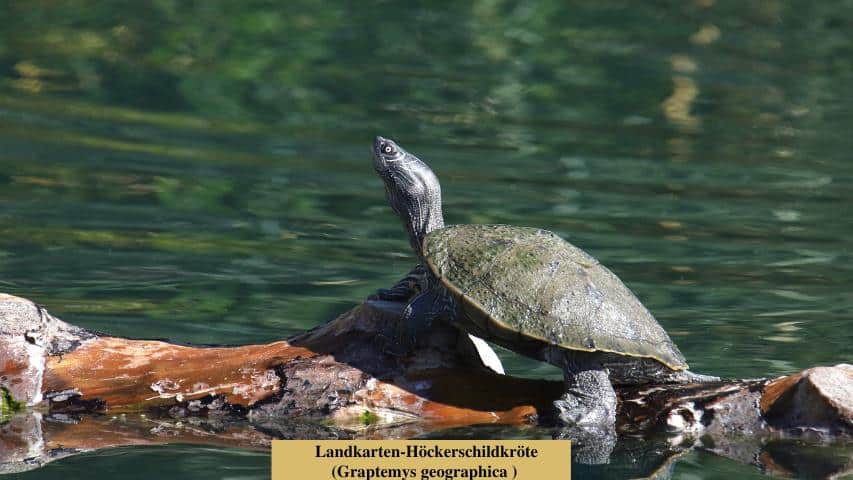 Schildkrötenarten-Landkarten-Höckerschildkröte (Graptemys geographica )