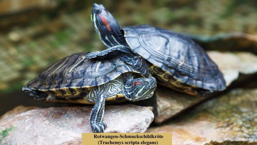 Schildkrötenarten-Rotwangen-Schmuckschildkröte (Trachemys scripta elegans)