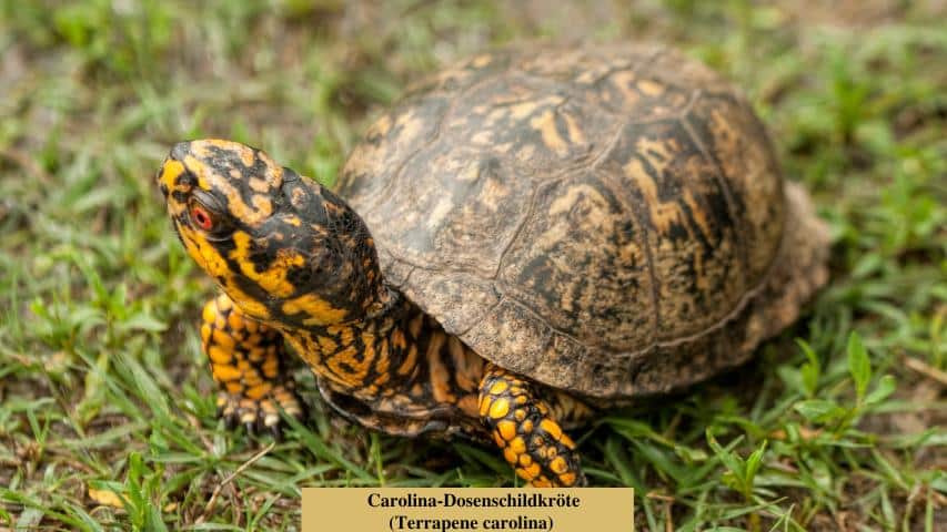 Schildkrötenarten-Carolina-Dosenschildkröte (Terrapene carolina)