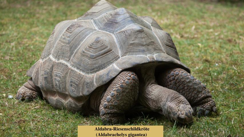 Schildkrötenarten-Aldabra-Riesenschildkröte (Aldabrachelys gigantea)