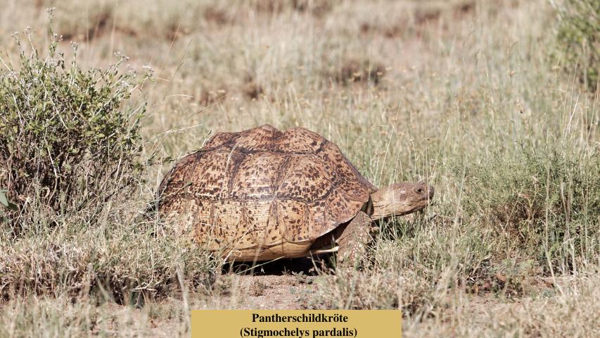 Schildkrötenarten-Pantherschildkröte (Stigmochelys pardalis)