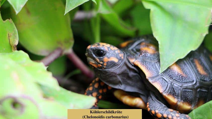 Schildkrötenarten-Köhlerschildkröte (Chelonoidis carbonarius)
