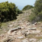 Landschildkröten in Griechenland-Antennenberg