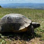 Schildkröten in Griechenland-Eine Exkursion am Fuße des Olymps-Teil 2