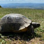 Landschildkröten in Griechenland