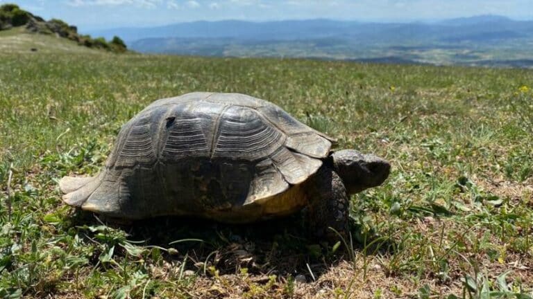 Landschildkröten in Griechenland