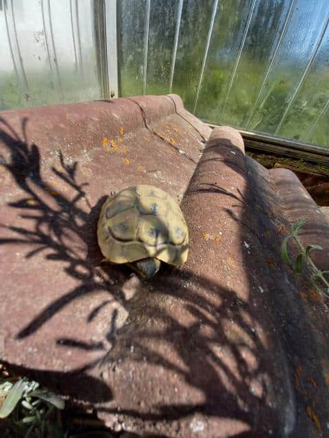 Baby-Schildkröte im Frühbeet