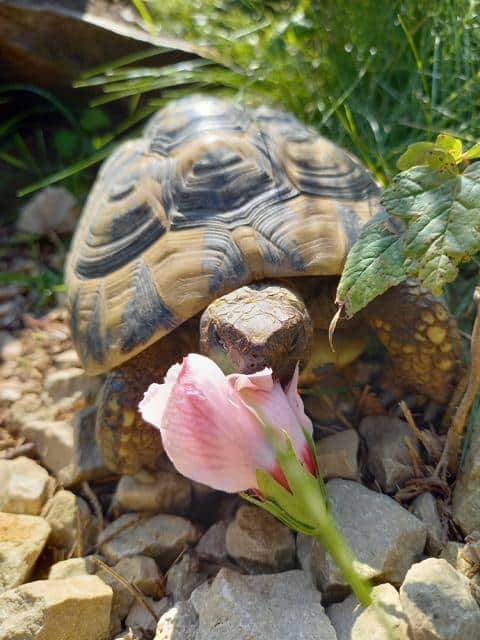 Griechische Landschildkröte bei Fressen einer Hibiskus-Blüte