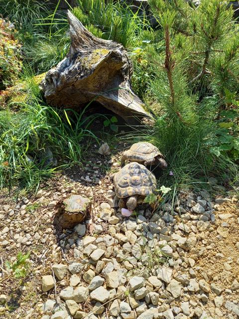 Schildkrötengehege im August