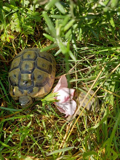 Baby-Schildkröten im Freigehege