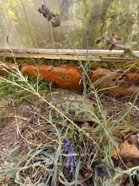 Baby-Schildkröte im Frühbeet