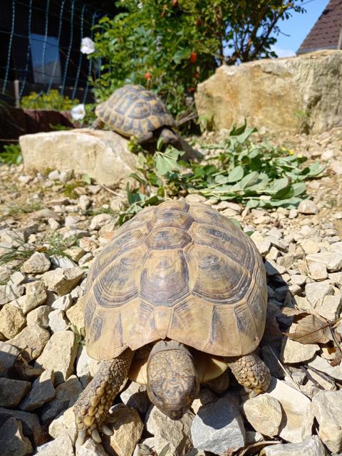 Schildkrötengehege im August