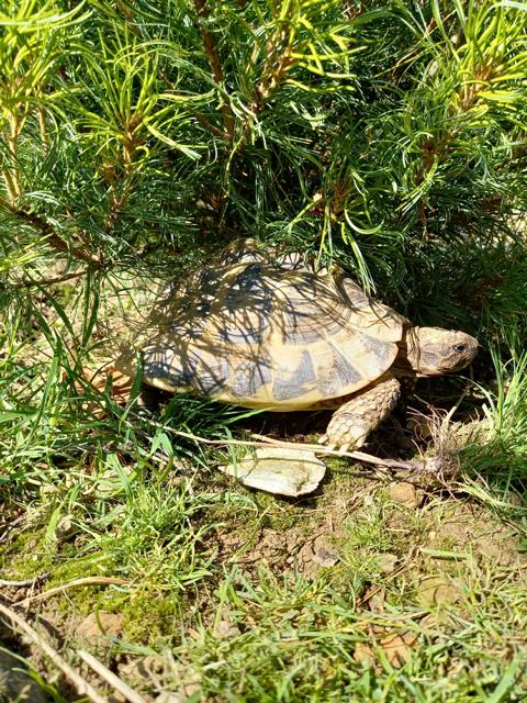 Schildkrötengehege im August