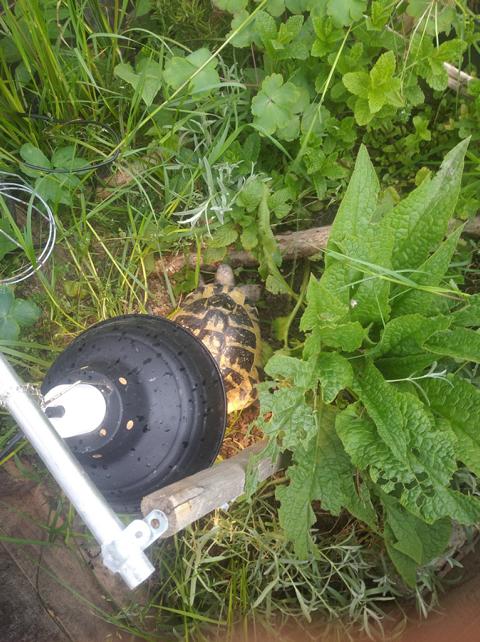 Schildkrötengehege im Schrebergarten-Was ist zu beachten?-Wärmelampe im Frühbeet