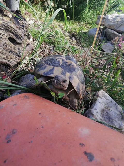 Schildkrötengehege von Anke