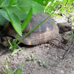 Schildkrötengehege von Fränze Schattenmorelle Kindlein