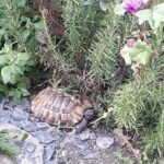 Schildkrötengehege von Fränze Schattenmorelle Kindlein
