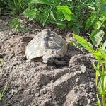 Schildkrötengehege von Fränze Schattenmorelle Kindlein