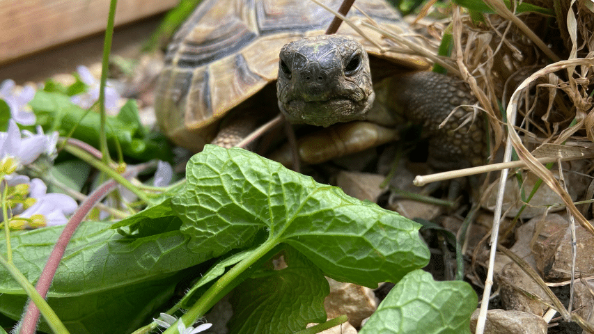 Schildkrötengehege von Sabine 