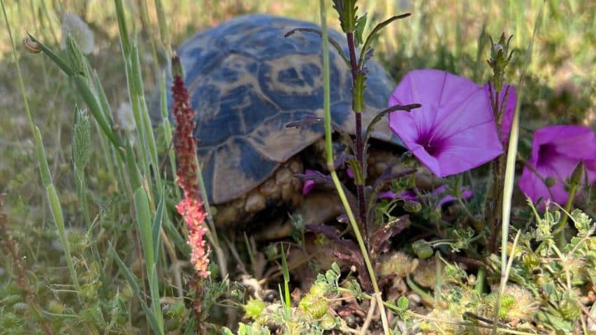 Schildkrötenhabitat auf Sardinien
