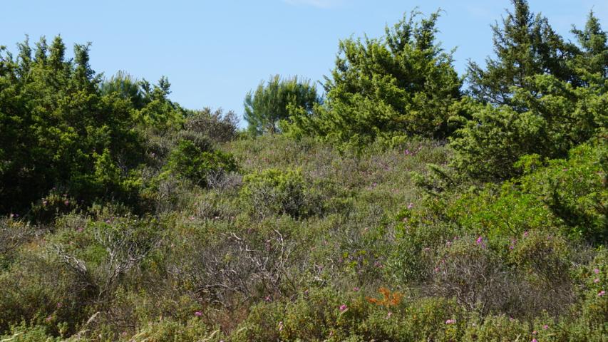 Schildkrötenhabitat auf Sardinien