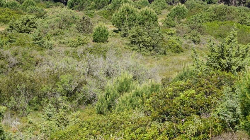Schildkrötenhabitat auf Sardinien