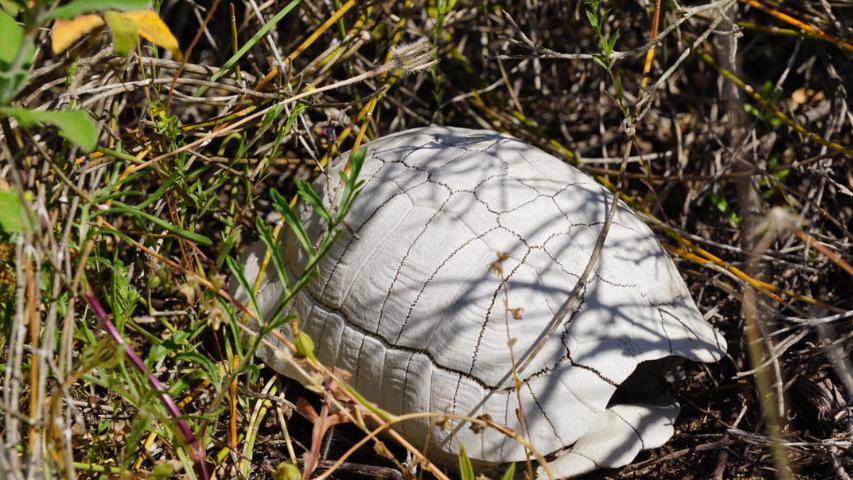 Schildkrötenhabitat auf Sardinien