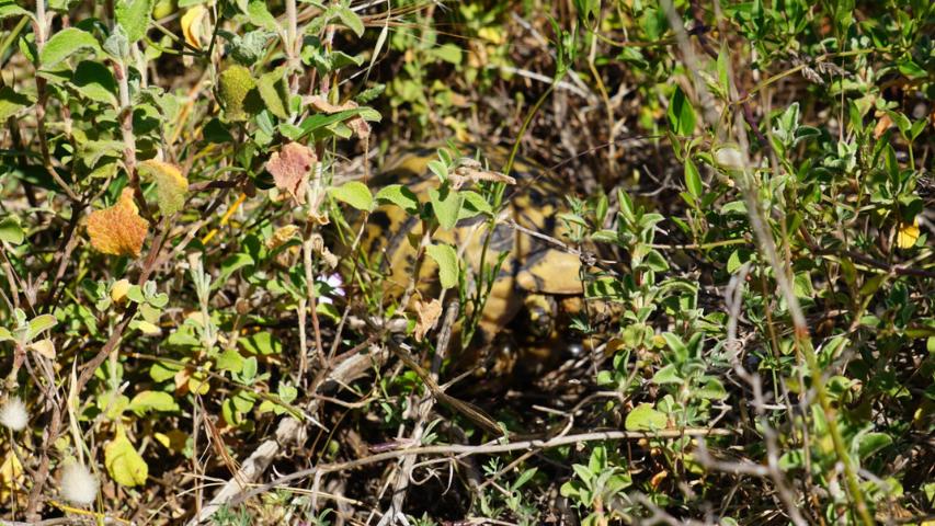 Schildkrötenhabitat auf Sardinien
