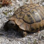 Schildkröten am Strand