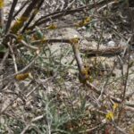 Griechische Landschildkröten am Strand