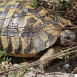 Testudo hermanni boettgeri