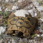 Testudo hermanni boettgeri mit Verletzung am Panzer