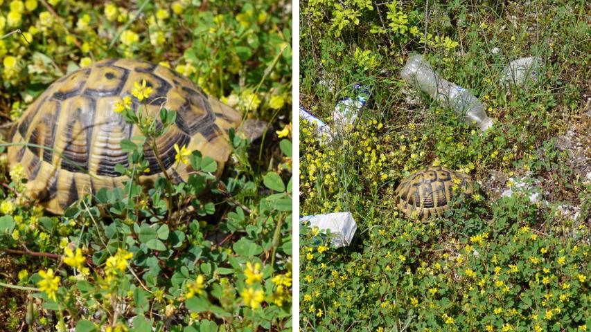 Eine griechische Landschildkröte in einem "natürlichen Habitat"<br>Das selbe Tier, selbe Platz nur aus einem anderen Blickwinkel 😢