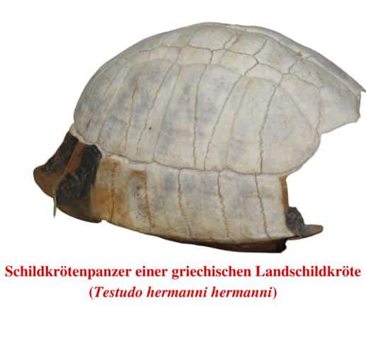 Schildkrötenpanzer einer griechischen Landschildkröte (Testudo hermanni hermanni)