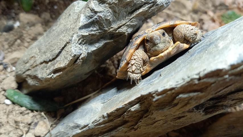 Nachzucht ostafrikanische Spaltenschildkröte im Innengehege