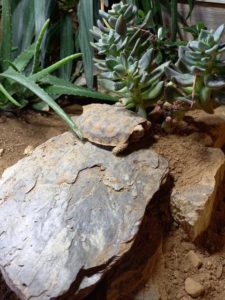 Ostafrikanische Spaltenschildkröten (Malacochersus tornieri)-Innengehege Spaltenschildkröten