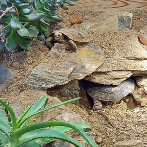 Ostafrikanische Spaltenschildkröten (Malacochersus tornieri)-Innengehege Spaltenschildkröten