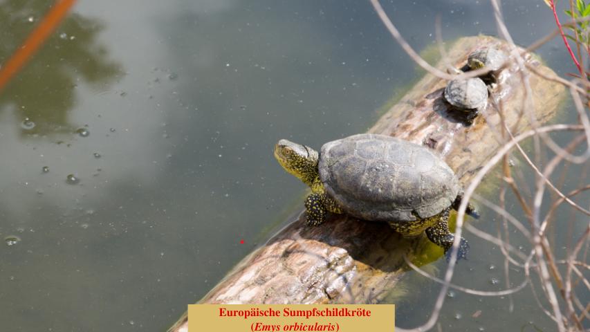 Sumpfschildkröte in einen naturnahen Teich