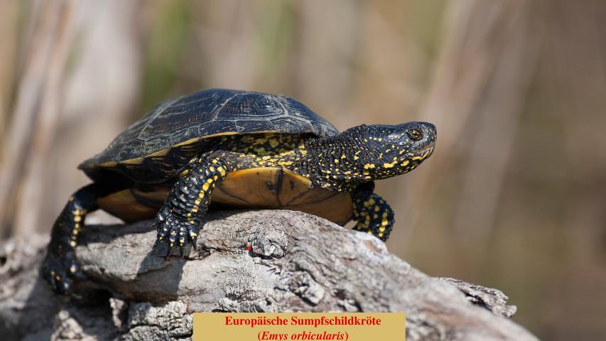 Europäische Sumpfschildkröte (Emys orbicularis)