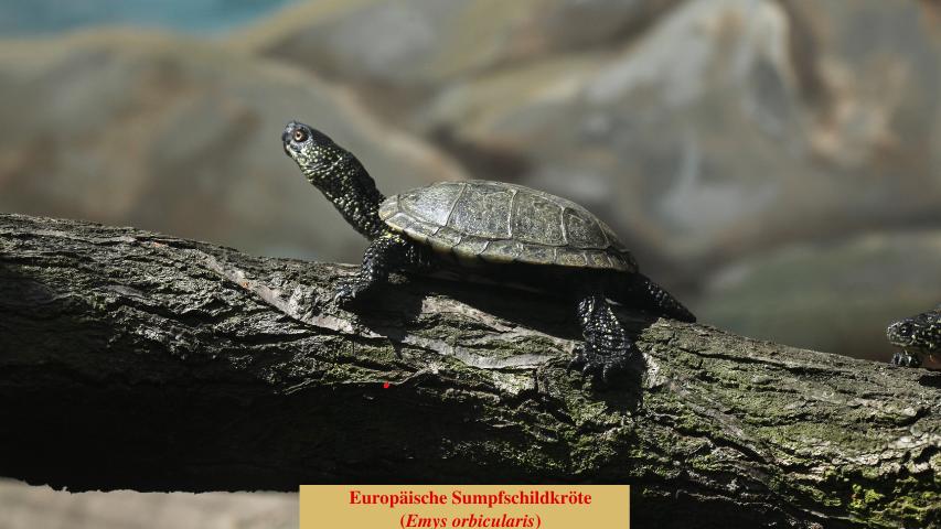 Europäische Sumpfschildkröte (Emys orbicularis)