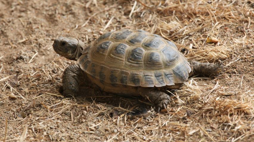 Steppenschildkröte (Agrionemys horsfieldii)