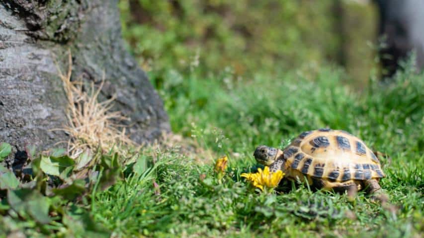 Steppenschildkröte (Agrionemys horsfieldii)