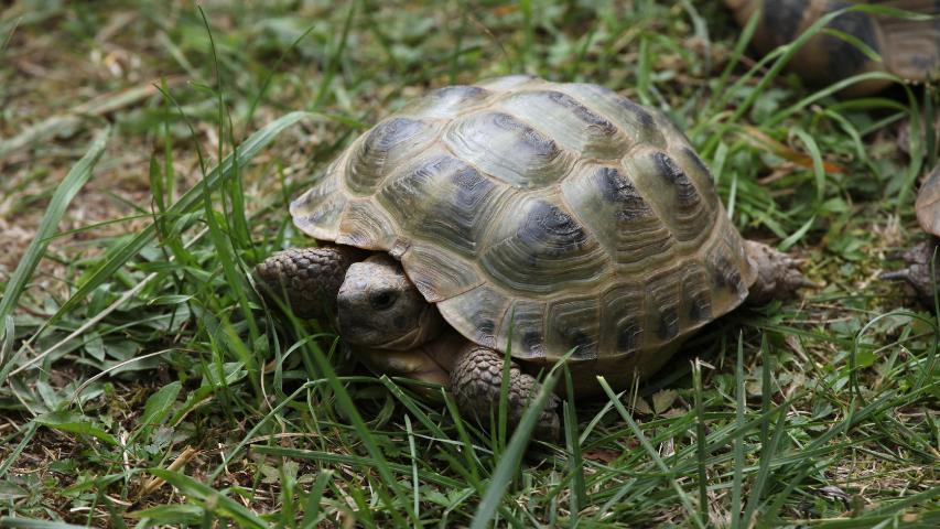 Steppenschildkröte (Agrionemys horsfieldii)
