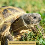 Steppenschildkröte (Vierzehenschildkröte, Russische Landschildkröte) (1)