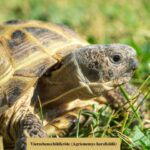 Steppenschildkröte (Vierzehenschildkröte, Russische Landschildkröte) (1)
