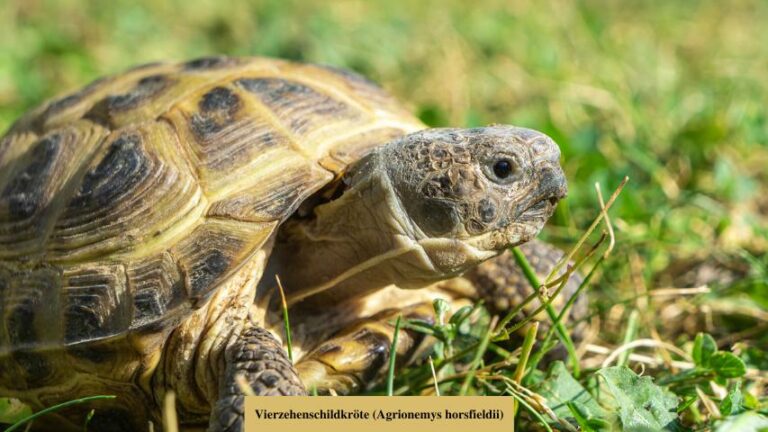 Steckbrief Steppenschildkröte (Vierzehenschildkröte, Russische Landschildkröte)