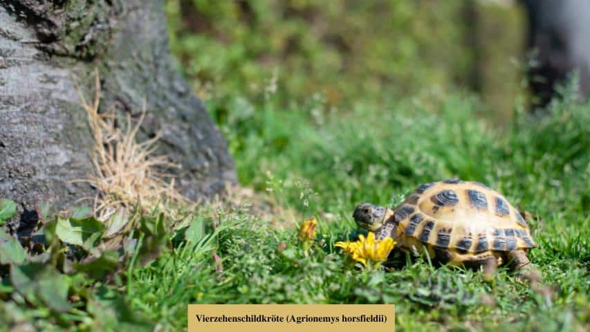 Steppenschildkröte (Agrionemys horsfieldii)