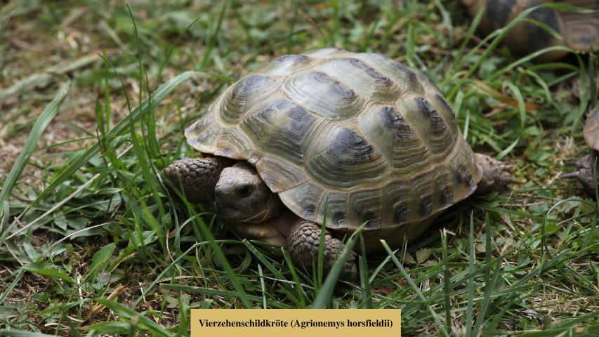 Steppenschildkröte (Agrionemys horsfieldii)